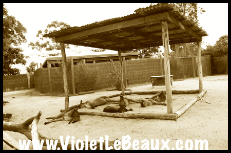 VioletLeBeaux-Melbourne-Zoo-1030282_1360 copy